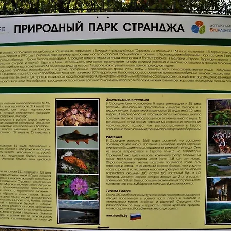 In Kavatsi H1